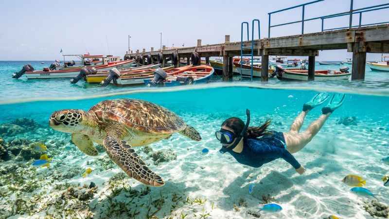 A sea turtle swimming in the clear blue water of Playa Piskado in Curaçao.