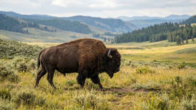 Wild bison grazing in the open fields of Lamar Valley during the summer.