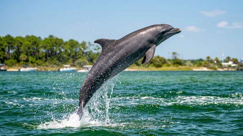 Wild bottlenose dolphin leaping out of the emerald-green back bay waters in Orange Beach