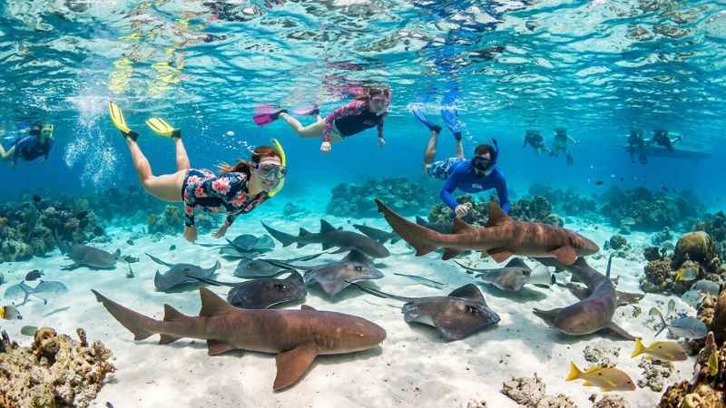 Snorkelers swimming with nurse sharks at Shark Ray Alley in Belize.