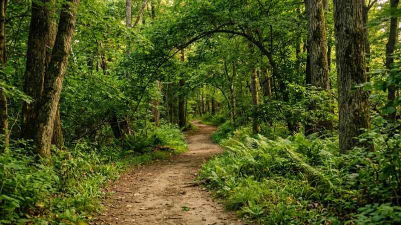 Shaded dirt hiking trail surrounded by green trees at the Kalamazoo Nature Center.