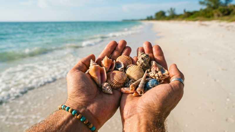 Traveler holding seashells found on the shore of Keewaydin Island during a shelling tour.