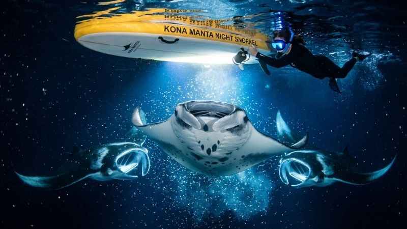 Giant manta rays feeding near glowing lights during a night snorkel tour in Kona.