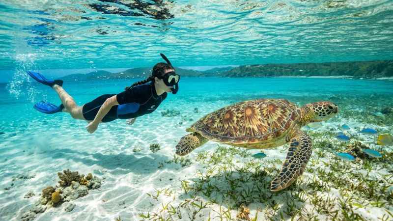 A sea turtle swimming near a snorkeler in the clear shallow water of Brewers Bay.