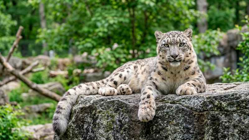 Snow leopard at Connecticut's Beardsley Zoo in Bridgeport CT.
