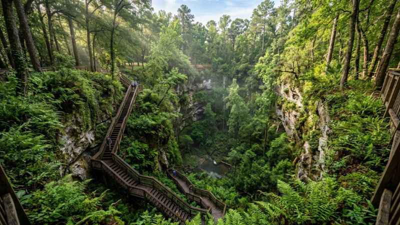 Wooden stairs leading visitors down into the lush green sinkhole at Devil's Millhopper State Park.