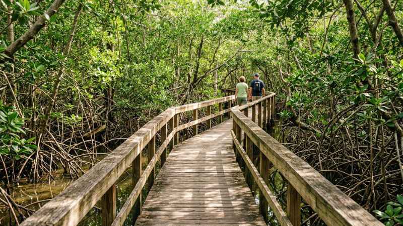 Visitors walking on the shaded boardwalk through mangrove trees at Four Mile Cove Ecological Preserve.