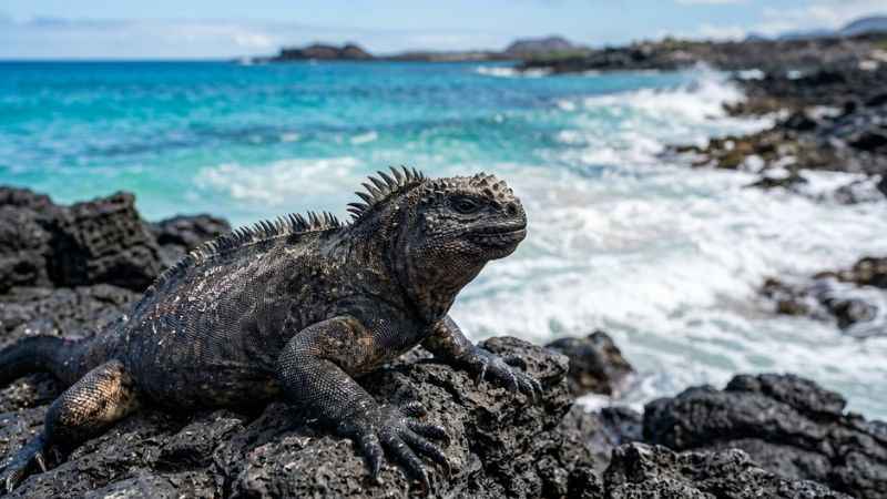 Marine iguana resting on volcanic rocks in the Galápagos Islands Ecuador.
