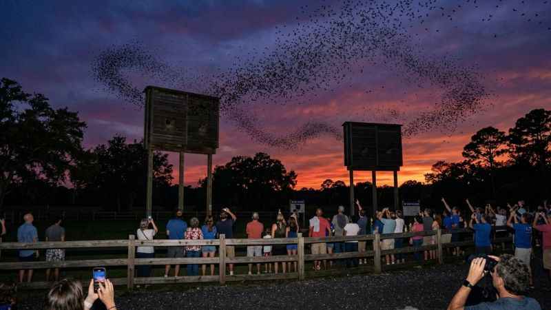 Crowds watching hundreds of thousands of bats emerge from the UF Bat Houses at sunset in Gainesville.